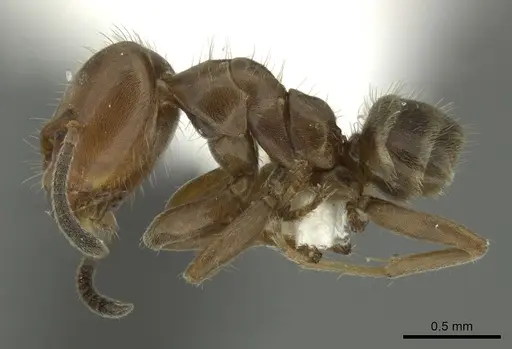 Azteca pittieri specimen INBIOCRI001254168 image inbiocri001254168_3