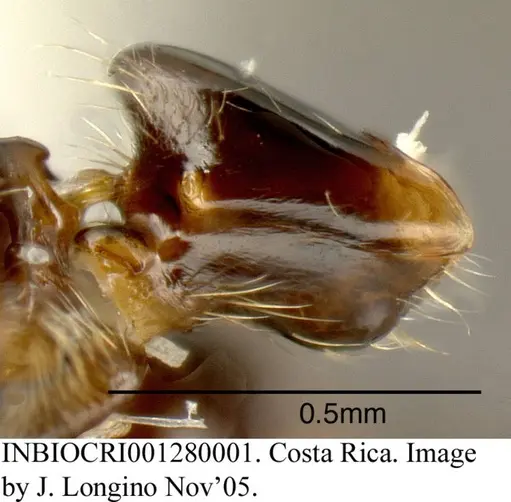 Azteca pittieri specimen INBIOCRI001280001 image inbiocri001280001_2