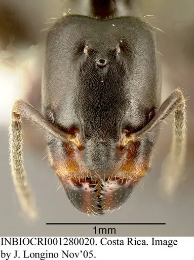 Azteca pittieri specimen INBIOCRI001280020 image inbiocri001280020_1