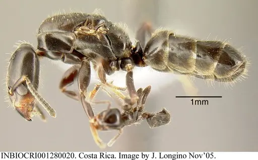 Azteca pittieri specimen INBIOCRI001280020 image inbiocri001280020_2