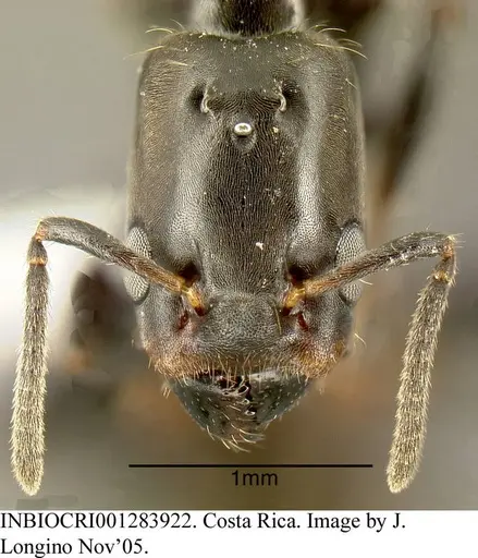 Azteca pittieri specimen INBIOCRI001283922 image inbiocri001283922_1