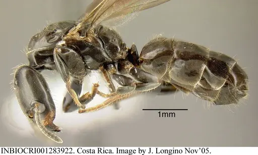 Azteca pittieri specimen INBIOCRI001283922 image inbiocri001283922_2