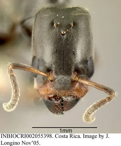 Azteca pittieri specimen INBIOCRI002055398 image inbiocri002055398_1