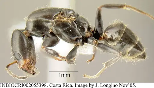 Azteca pittieri specimen INBIOCRI002055398 image inbiocri002055398_2
