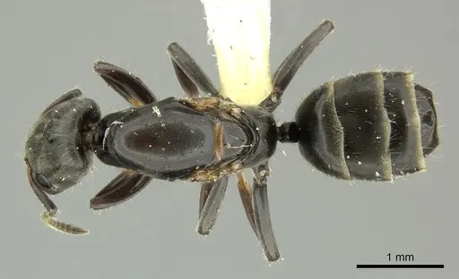 Azteca pittieri specimen INBIOCRI002055401 image inbiocri002055401_1