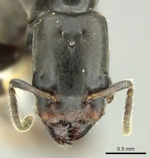 Azteca pittieri specimen INBIOCRI002055401 image inbiocri002055401_2