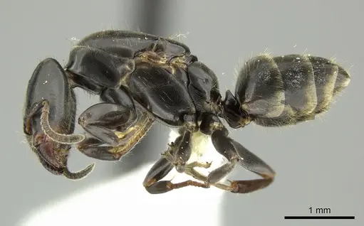 Azteca pittieri specimen INBIOCRI002055401 image inbiocri002055401_3