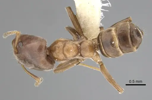 Azteca pittieri specimen JTLC000008467 image jtlc000008467_1