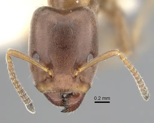 Azteca pittieri specimen JTLC000008467 image jtlc000008467_2