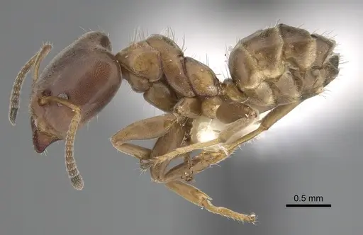 Azteca pittieri specimen JTLC000008467 image jtlc000008467_3