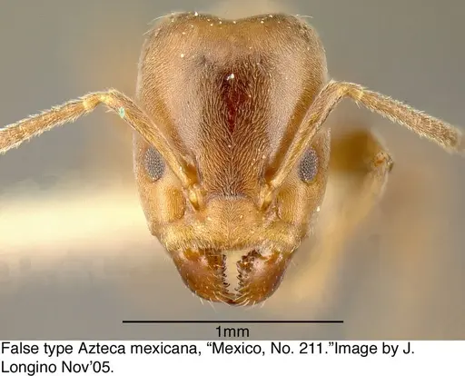 Azteca pittieri specimen MCZ21307-1 image mcz21307-1_1