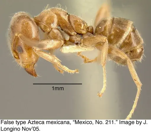 Azteca pittieri specimen MCZ21307-1 image mcz21307-1_2