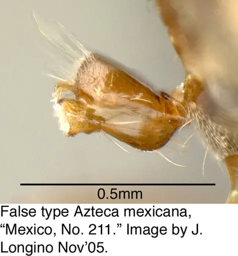 Azteca pittieri specimen MCZ21307-1 image mcz21307-1_3