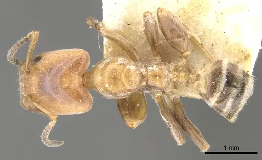 Azteca polymorpha specimen CASENT0903019 image casent0903019_1