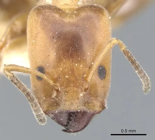 Azteca polymorpha specimen CASENT0903019 image casent0903019_2