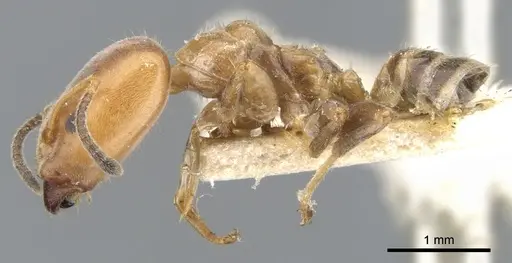 Azteca polymorpha specimen CASENT0903019 image casent0903019_3