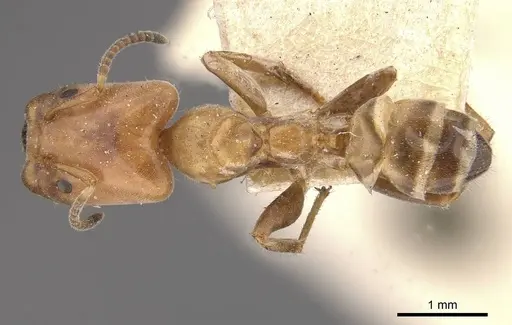 Azteca polymorpha specimen CASENT0909667 image casent0909667_1