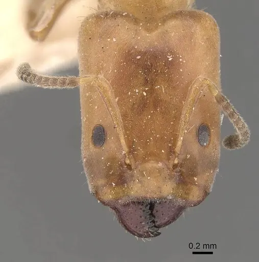 Azteca polymorpha specimen CASENT0909667 image casent0909667_2