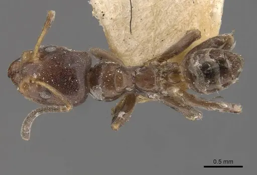 Azteca polymorpha specimen CASENT0909668 image casent0909668_1