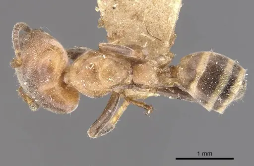 Azteca polymorpha specimen CASENT0909669 image casent0909669_1