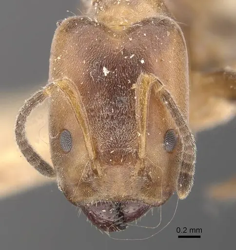 Azteca polymorpha specimen CASENT0909669 image casent0909669_2