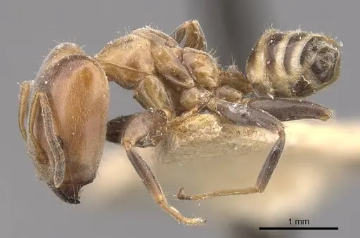 Azteca polymorpha specimen CASENT0909669 image casent0909669_3
