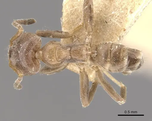 Azteca polymorpha specimen CASENT0909670 image casent0909670_1