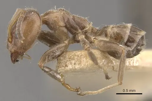 Azteca polymorpha specimen CASENT0909670 image casent0909670_3