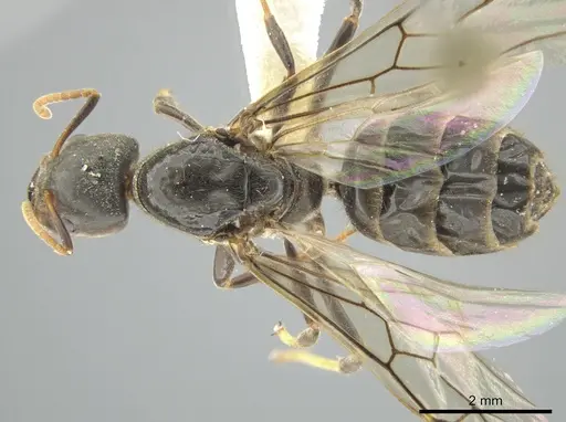 Azteca quadraticeps specimen CASENT0627786 image casent0627786_1