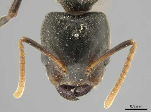 Azteca quadraticeps specimen CASENT0627786 image casent0627786_2