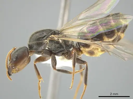 Azteca quadraticeps specimen CASENT0627786 image casent0627786_3