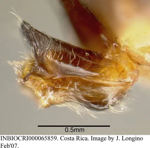 Azteca quadraticeps specimen INBIOCRI000065859 image inbiocri000065859_1