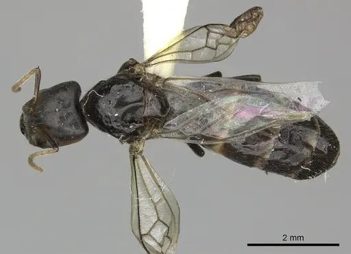 Azteca quadraticeps specimen JTLC000005714 image jtlc000005714_1