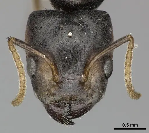 Azteca quadraticeps specimen JTLC000005714 image jtlc000005714_2