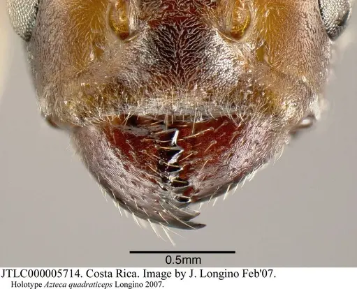 Azteca quadraticeps specimen JTLC000005714 image jtlc000005714_3