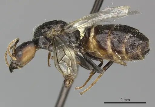Azteca quadraticeps specimen JTLC000005714 image jtlc000005714_4