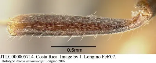 Azteca quadraticeps specimen JTLC000005714 image jtlc000005714_5