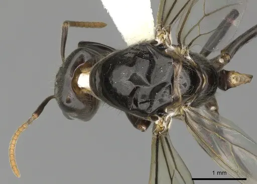 Azteca quadraticeps specimen JTLC000009422 image jtlc000009422_1