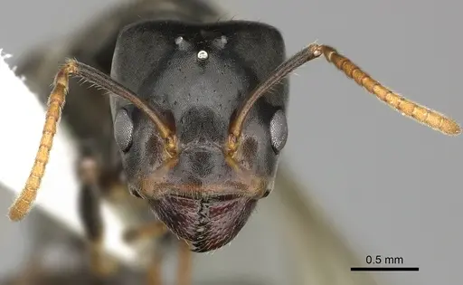 Azteca quadraticeps specimen JTLC000009422 image jtlc000009422_2