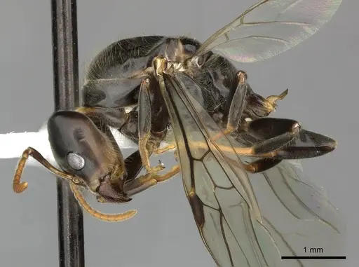 Azteca quadraticeps specimen JTLC000009422 image jtlc000009422_3