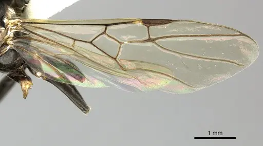 Azteca quadraticeps specimen JTLC000009422 image jtlc000009422_4