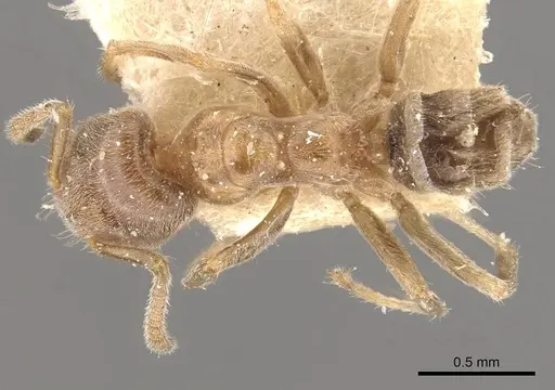 Azteca sapii specimen CASENT0909650 image casent0909650_1