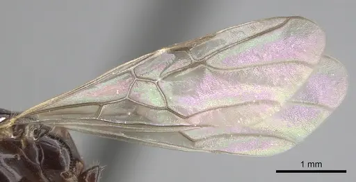 Azteca schimperi specimen CASENT0249532 image casent0249532_4