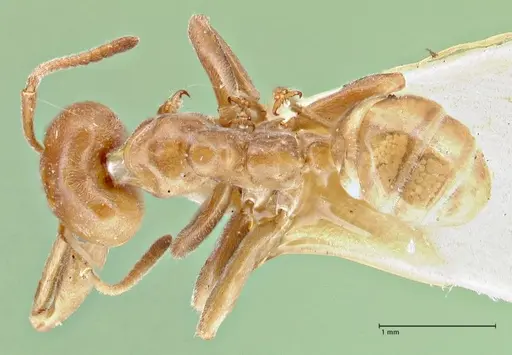 Azteca schimperi specimen FOCOL2847 image focol2847_1