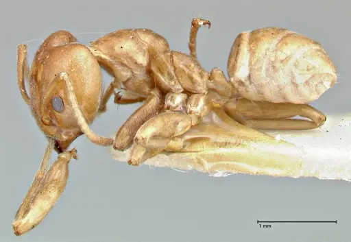 Azteca schimperi specimen FOCOL2847 image focol2847_3