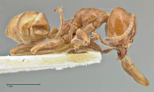 Azteca schimperi specimen FOCOL2847 image focol2847_4