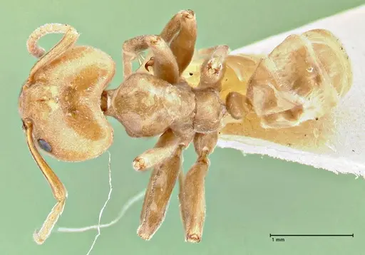 Azteca schimperi specimen FOCOL2848 image focol2848_1