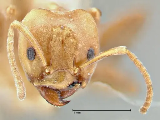 Azteca schimperi specimen FOCOL2848 image focol2848_2