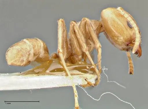 Azteca schimperi specimen FOCOL2848 image focol2848_4
