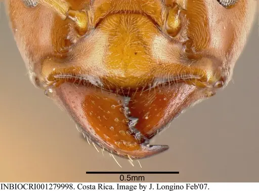 Azteca schimperi specimen INBIOCRI001279998 image inbiocri001279998_1